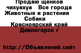 Продаю щенков чихуахуа - Все города Животные и растения » Собаки   . Красноярский край,Дивногорск г.
